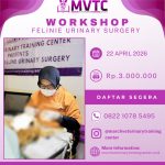 [BATCH 18] Kursus Feline Urinary Surgery